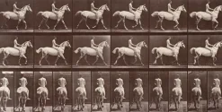 Toiles Sur Châssis|Toiles Sans Cadre<Boutiques de musées Animal Locomotion : Cheval blanc au pas (toiles sur châssis)