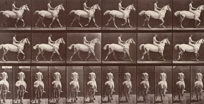 Boutiques de musées Animal Locomotion : Cheval blanc au pas (panneaux aluminium) Hot
