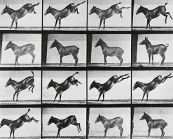 Panneaux Aluminium|Toiles Encadrées<Boutiques de musées Animal Locomotion : Ruade d'un âne (panneaux aluminium)