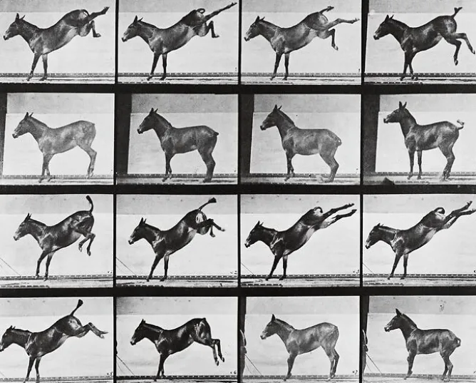 Boutiques de musées Animal Locomotion : Ruade d'un âne (panneaux acryliques) Outlet