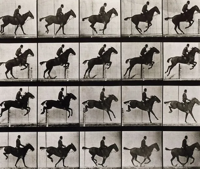Boutiques de musées Animal Locomotion : Saut d'obstacle, cheval noir (panneaux aluminium) Sale
