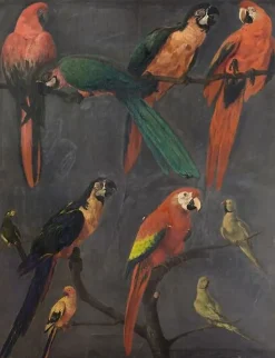 Boutiques de musées Aras et perruches (panneaux acryliques) Online