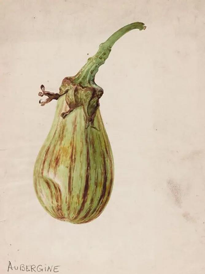 Toiles Sur Châssis|Panneaux Aluminium<Boutiques de musées Aubergine - Solanum melongena (toiles sur châssis)