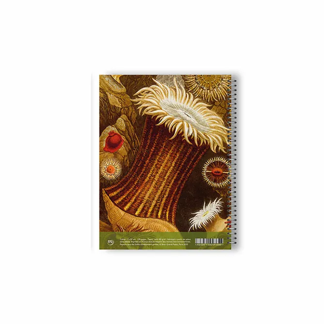 Cahiers Et Carnets<Boutiques de musées Cahier à spirale Philip Henry Gosse - Anémones de mer et corail