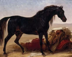 Toiles Sur Châssis|Affiches D'Art<Boutiques de musées Cheval arabe (toiles sur châssis)