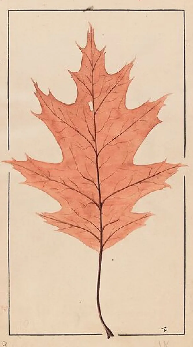 Toiles Sur Châssis|Affiches D'Art Encadrées<Boutiques de musées Chêne rouge d'Amérique (toiles sur châssis)