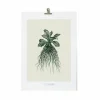 Affiches Et Reproductions<Boutiques de musées Décoration murale Herbier du roi A3 - Verte - Maison Baluchon