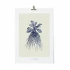Affiches Et Reproductions<Boutiques de musées Décoration murale Herbier du roi A3 - Bleue - Maison Baluchon