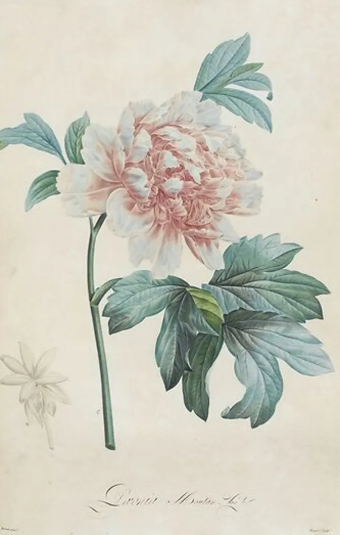 Toiles Encadrées|Affiches D'Art Encadrées<Boutiques de musées Description des plantes rares que l'on cultive à Navarre et à Malmaison I/II (toiles encadrées)