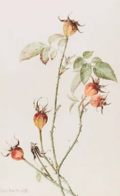 Panneaux Aluminium|Affiches D'Art Encadrées<Boutiques de musées Eglantier - Rosa (panneaux aluminium)