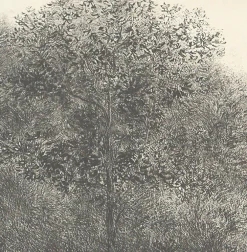 Créations Contemporaines<Boutiques de musées Estampe Allant vers les roches noires - Bertrand Henry 2001