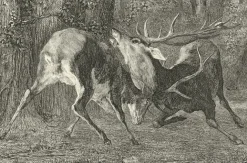 Boutiques de musées Estampe Combat de cerfs - Gustave Courbet Clearance
