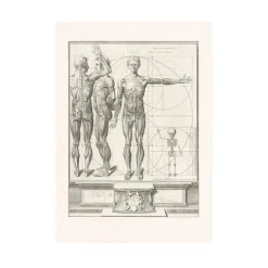 Nu<Boutiques de musées Estampe Corps Humain (Proportions)