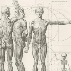 Nu<Boutiques de musées Estampe Corps Humain (Proportions)