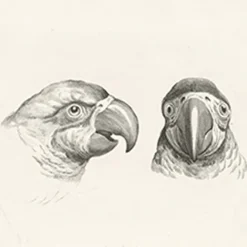 Dessins<Boutiques de musées Estampe Deux têtes de perroquets et deux têtes d'hommes