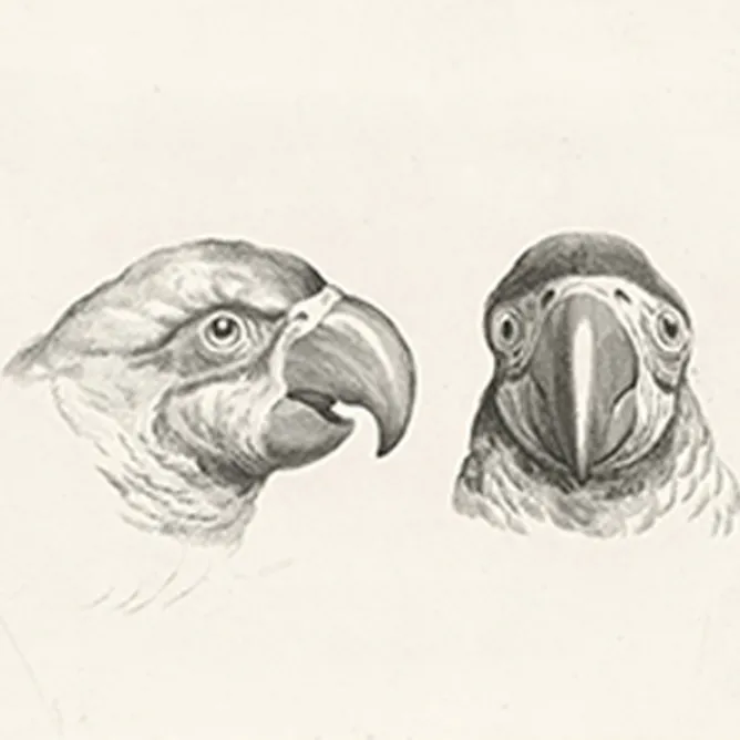 Dessins<Boutiques de musées Estampe Deux têtes de perroquets et deux têtes d'hommes