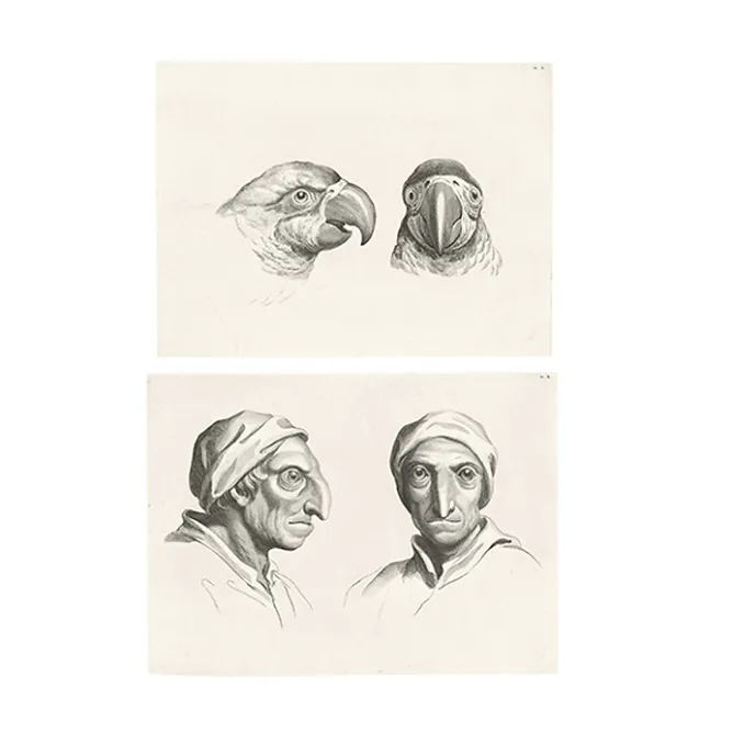 Dessins<Boutiques de musées Estampe Deux têtes de perroquets et deux têtes d'hommes