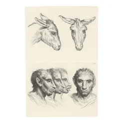 Boutiques de musées Estampe Deux têtes d'âne et Têtes d'homme à faciès d'âne Hot