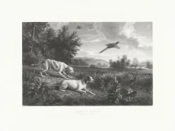 Boutiques de musées Estampe Diane et Blonde, chiennes de Louis XIV, chassant le faisan - François Desportes Discount