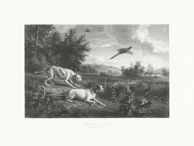 Boutiques de musées Estampe Diane et Blonde, chiennes de Louis XIV, chassant le faisan - François Desportes Discount