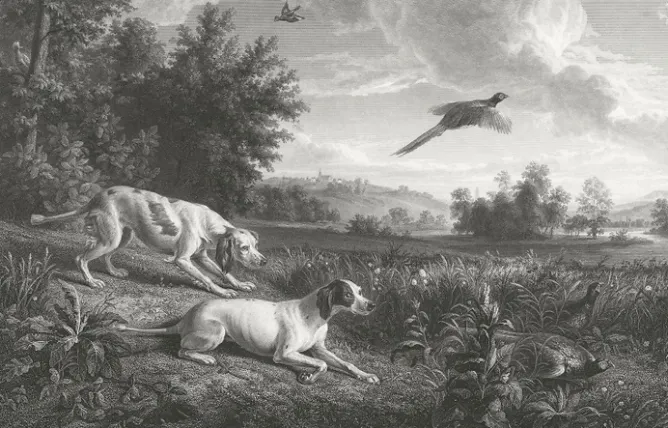 Boutiques de musées Estampe Diane et Blonde, chiennes de Louis XIV, chassant le faisan - François Desportes Discount