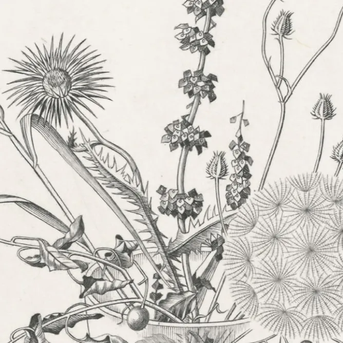 Nature, Fleurs Et Paysages|Art Moderne<Boutiques de musées Estampe Fleurs des champs dans un verre (automne) - Hasegawa