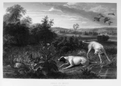 Boutiques de musées Estampe Folle et Mitte, chiennes de Louis XIV, à l'arrêt devant deux faisans - François Desportes Online