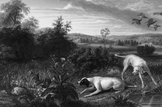 Boutiques de musées Estampe Folle et Mitte, chiennes de Louis XIV, à l'arrêt devant deux faisans - François Desportes Online