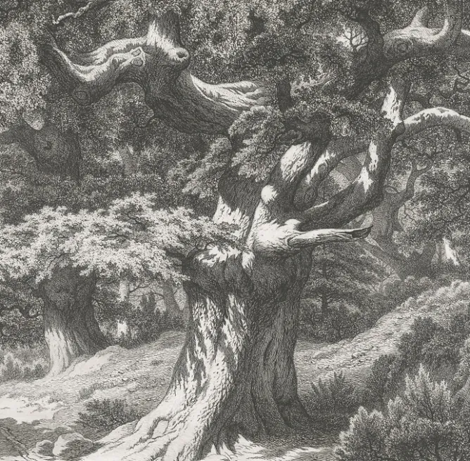 Nature, Fleurs Et Paysages|Chefs D'Œuvre Des Musées<Boutiques de musées Estampe Forêt de Fontainebleau : le Charlemagne et le Roland - Eugène Bléry