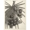 Description De L'Égypte<Boutiques de musées Estampe Palmier doum. Détails de la feuille et de la grappe