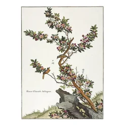Nature, Fleurs Et Paysages<Boutiques de musées Estampe Plante chinoise - Aubépine