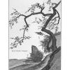 Nature, Fleurs Et Paysages<Boutiques de musées Estampe Plante chinoise Aubépine