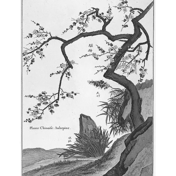 Nature, Fleurs Et Paysages<Boutiques de musées Estampe Plante chinoise Aubépine