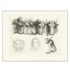 Boutiques de musées Estampe Têtes de bœufs, de lion et de cheval Clearance