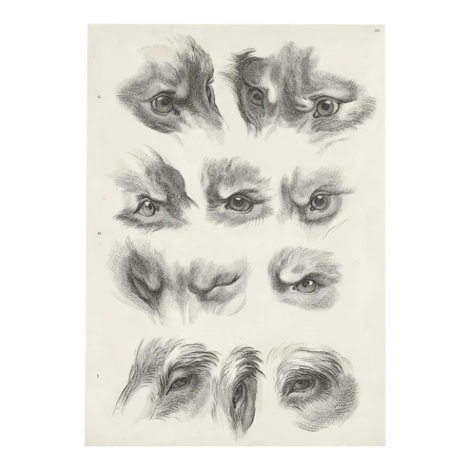 Boutiques de musées Estampe Yeux de loup, de renard et de pourceau Outlet