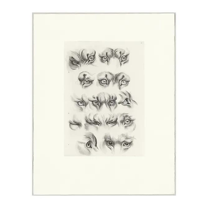 Nature, Fleurs Et Paysages<Boutiques de musées Estampe Yeux de tigre, de loup-cervier et de chat