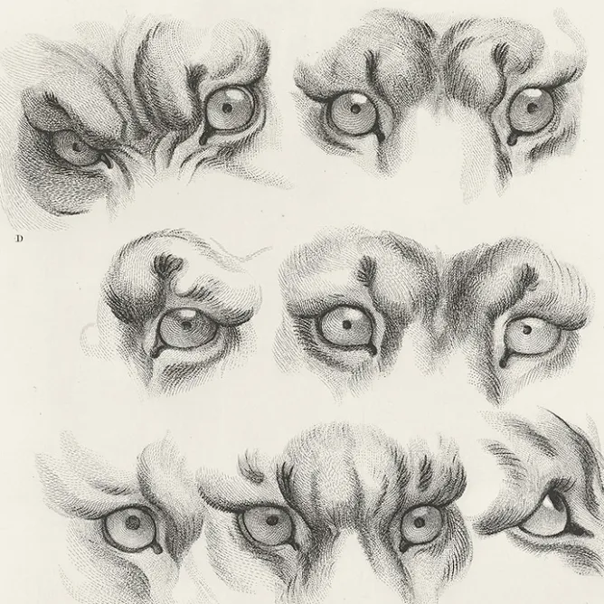 Nature, Fleurs Et Paysages<Boutiques de musées Estampe Yeux de tigre, de loup-cervier et de chat