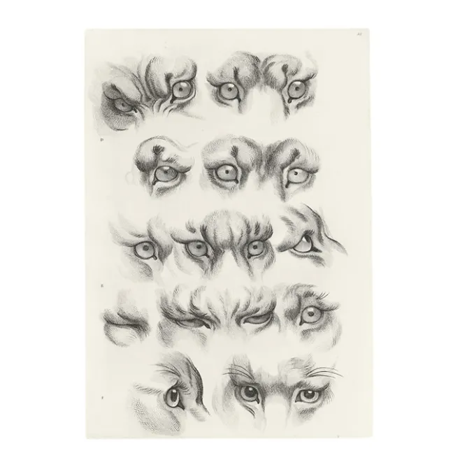 Nature, Fleurs Et Paysages<Boutiques de musées Estampe Yeux de tigre, de loup-cervier et de chat