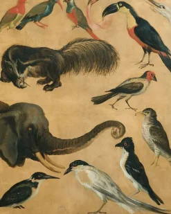 Toiles Encadrées|Toiles Sans Cadre<Boutiques de musées Etude d'animaux (toiles encadrées)