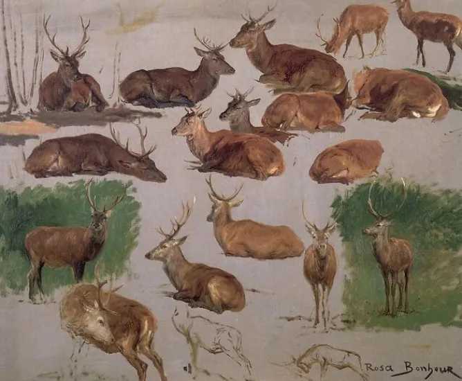 Boutiques de musées Etude de cerf ; 19 esquisses (toiles sur châssis) Best
