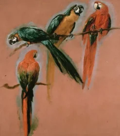 Affiches D'Art<Boutiques de musées Etude de quatre perroquets (affiches d'art)