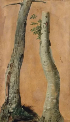 Panneaux Aluminium|Toiles Encadrées<Boutiques de musées Etude de troncs d'arbres (panneaux aluminium)