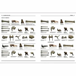 Boutiques de musées Homo faber - 2 millions d'années d'histoire de la pierre taillée - De l'Afrique aux portes de l'Europe - Catalogue d'exposition