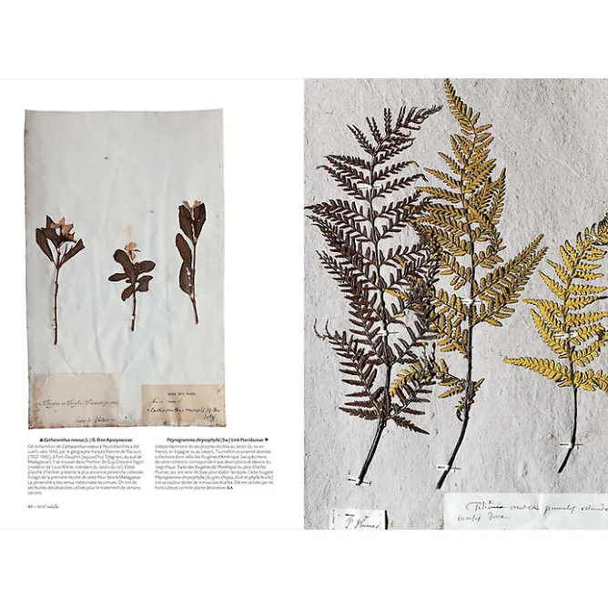 Histoire, Géographie Et Sciences<Boutiques de musées L'herbier du Museum - L'aventure d'une collection