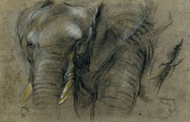 Boutiques de musées Éléphant du Congo vu de face (panneaux aluminium) Sale