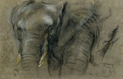 Panneaux Acryliques|Toiles Sans Cadre<Boutiques de musées Éléphant du Congo vu de face (panneaux acryliques)