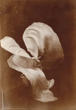 Boutiques de musées Mlle Loïe Fuller (panneaux aluminium) Hot