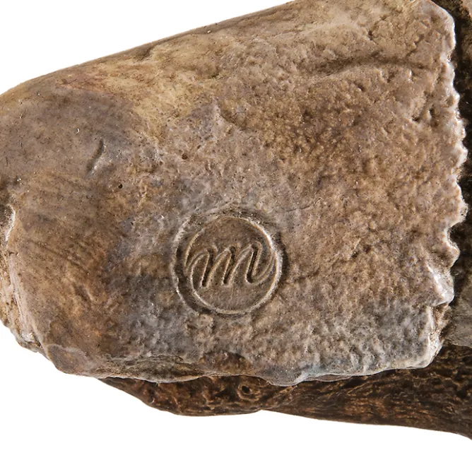 Boutiques de musées Moulage Bison se léchant Sale