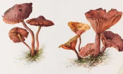 Boutiques de musées Mousserons et chanterelles (panneaux aluminium)