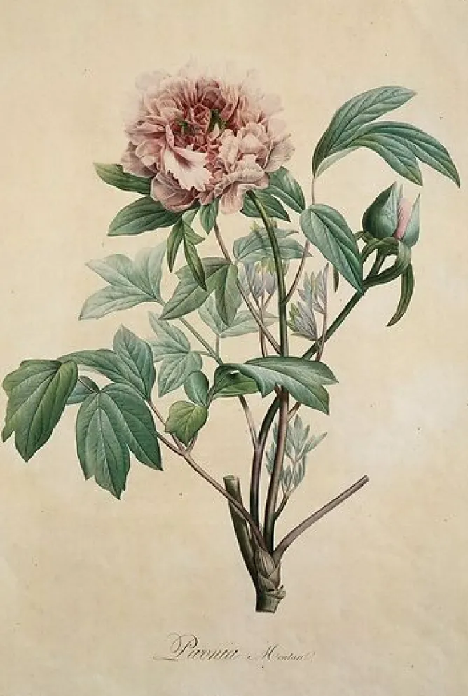 Boutiques de musées Paeonia moutan (toiles encadrées) Clearance